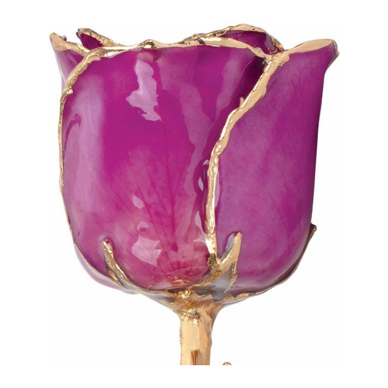 Lacquered Amethyst Colored Rose with Gold Trim