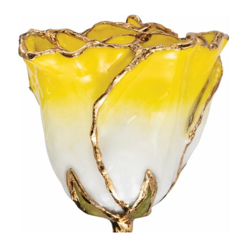 Lacquered Cream Yellow Rose with Gold Trim