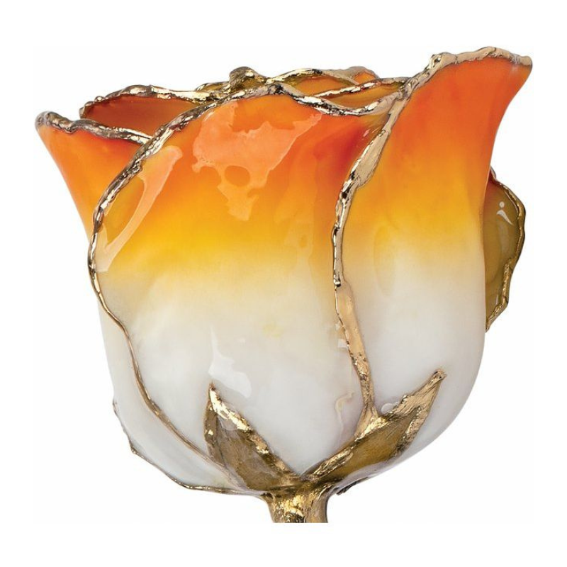 Lacquered Cream Orange Rose with Gold Trim