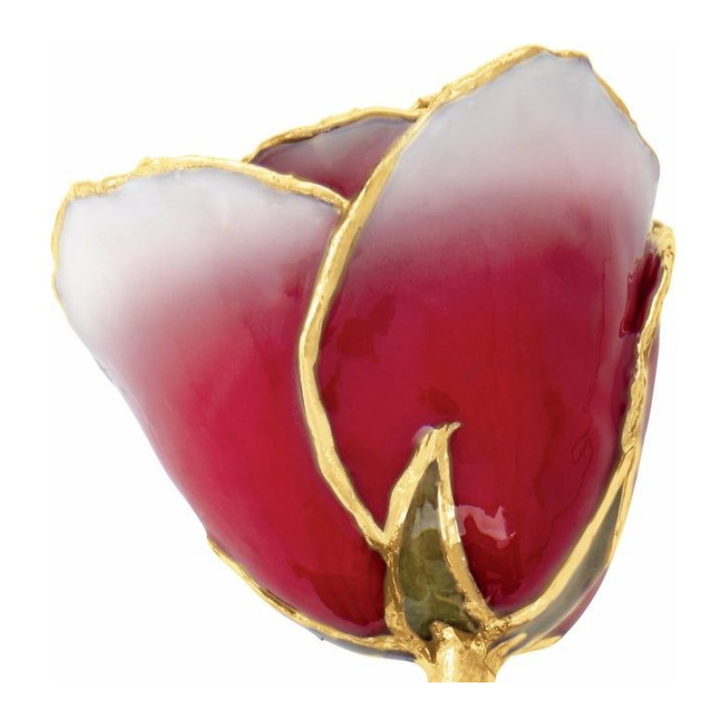 Lacquered Frozen White & Red Rose with Gold Trim