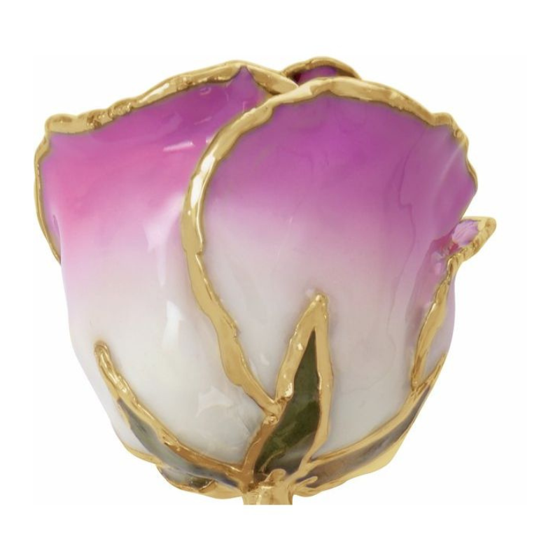 Lacquered Cream Picasso Rose with Gold Trim