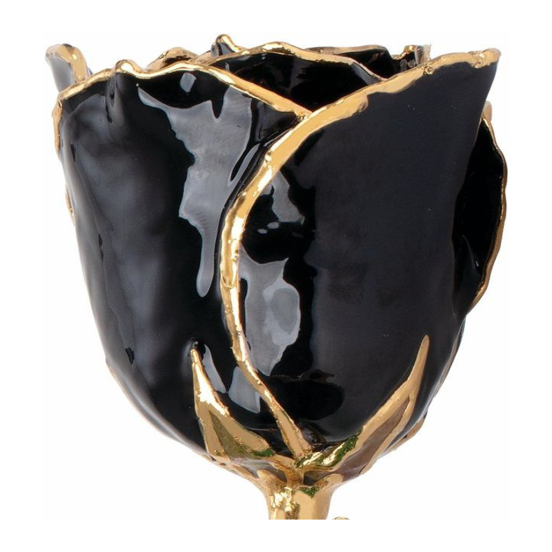Lacquered Black Rose with Gold Trim
