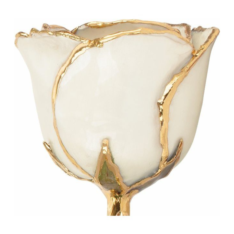 Lacquered Pearl Colored Rose with Gold Trim