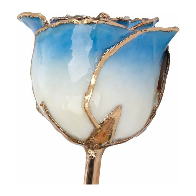 Lacquered Cream Blue Rose with Gold Trim