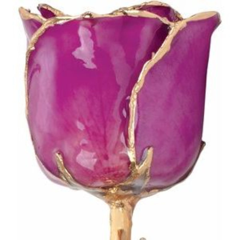 Lacquered Amethyst Colored Rose with Gold Trim